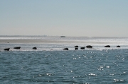 Seehundbänke vor der Insel