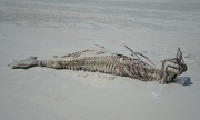 Skelettreste eines Schweinswals