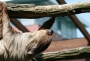 tiere:zoos:heidelbergapril2011:05.jpg