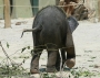 tiere:zoos:hellabrunn2011:15.jpg