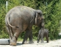 tiere:zoos:hellabrunn2011:21.jpg