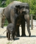 tiere:zoos:hellabrunn2011:22.jpg