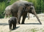 tiere:zoos:hellabrunn2011:23.jpg