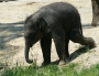 tiere:zoos:hellabrunn2011:24.jpg