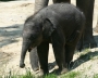 tiere:zoos:hellabrunn2011:25.jpg