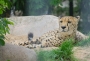tiere:zoos:wilhelma2012:53.jpg